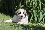 SAINT BERNARD 045